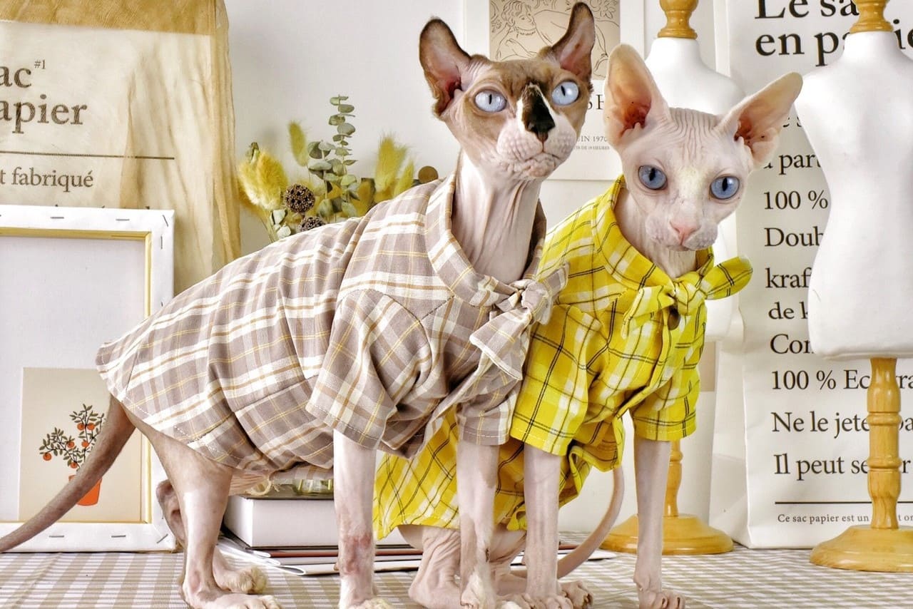 flannel shirt for cats