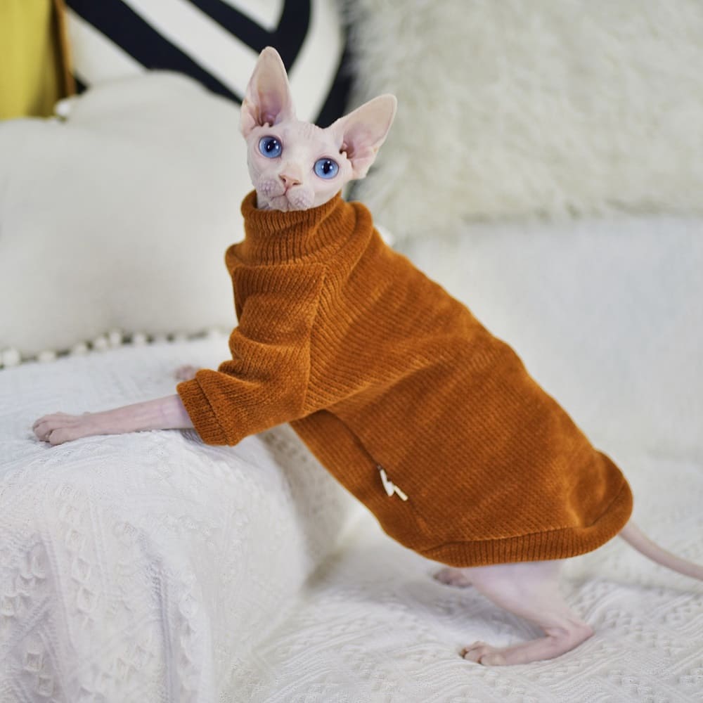 kittens wearing sweaters