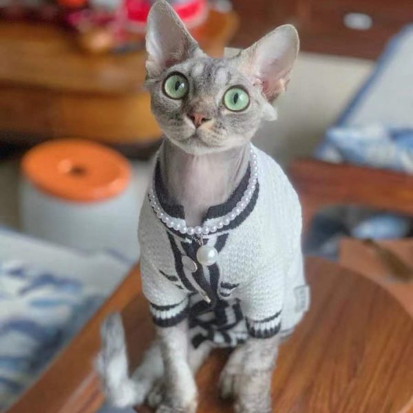 Pretty, fancy, fashionable Sphynx Cat sweater