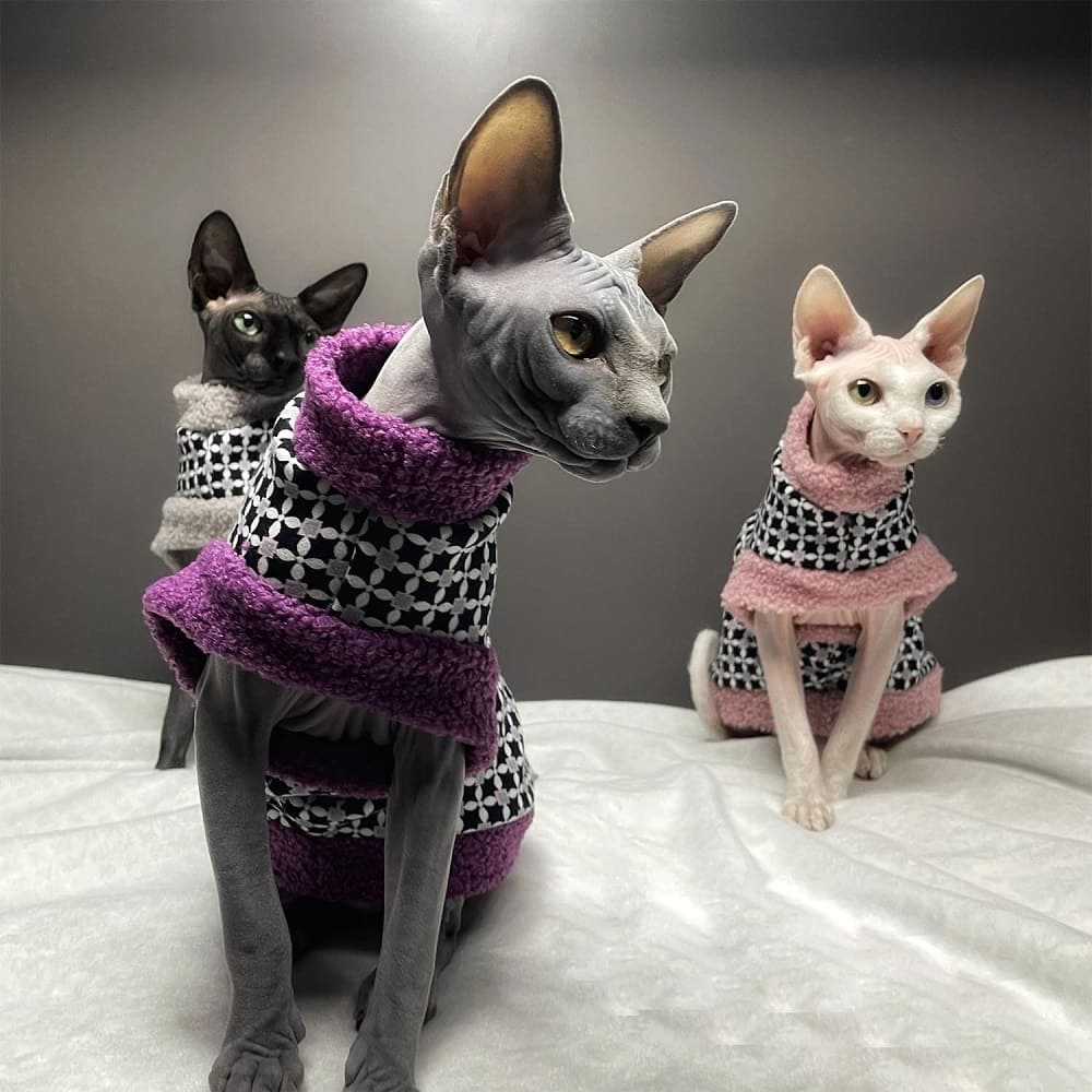 Sphinx cat wearing a coat with fur Stock Photo