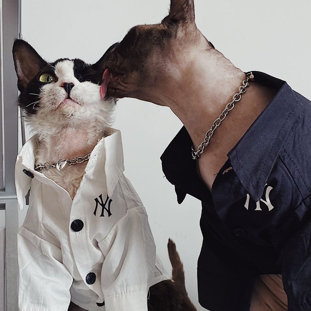 Button up Shirts for Cats  New York Yankees Logo Shirt for Sphynx
