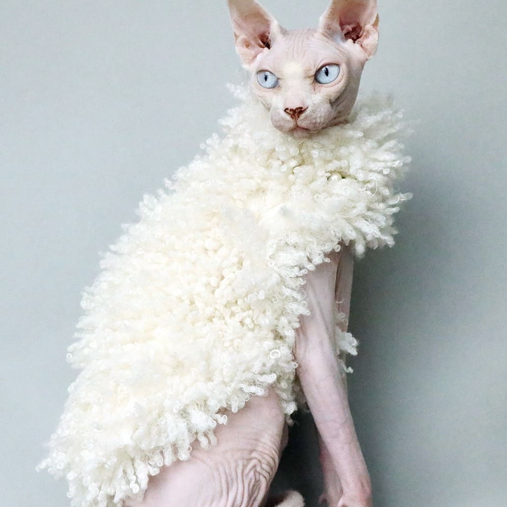 sphynx winter coat