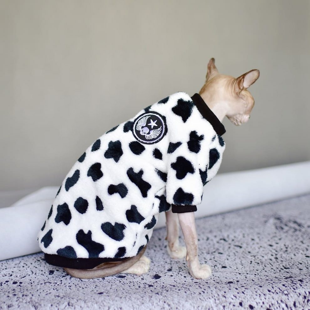 Cat Wearing Winter Coat Cat Winter Coat Sphynx Cat Coral Fleece