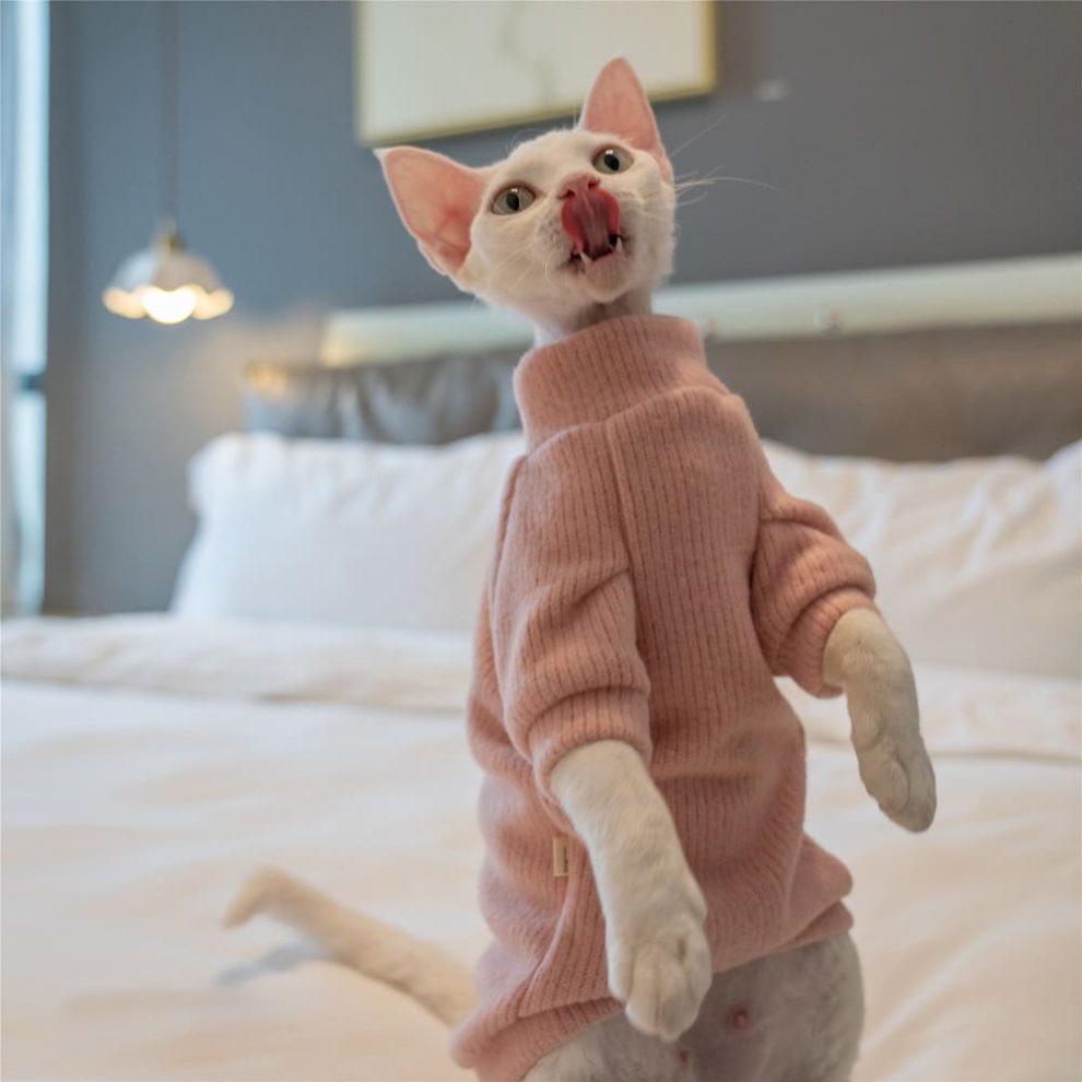 Sweaters for Sphynx Cats | Sphynx Kitten Sweater,Cat Sweater-Turtleneck