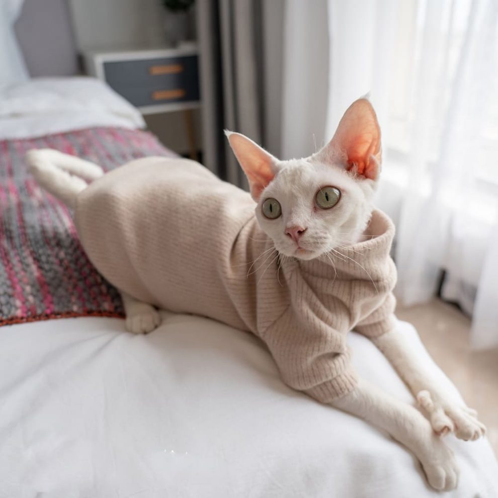 Sweaters for Sphynx Cats | Sphynx Kitten Sweater,Cat Sweater-Turtleneck