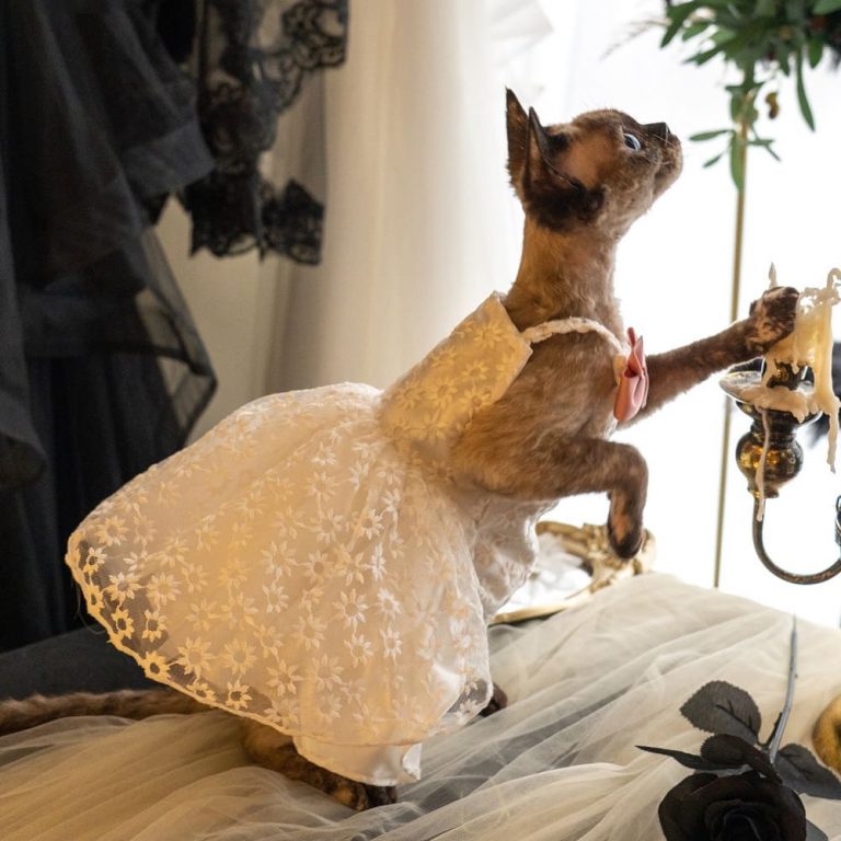 these-wedding-photos-featuring-cats-are-everything-meowingtons