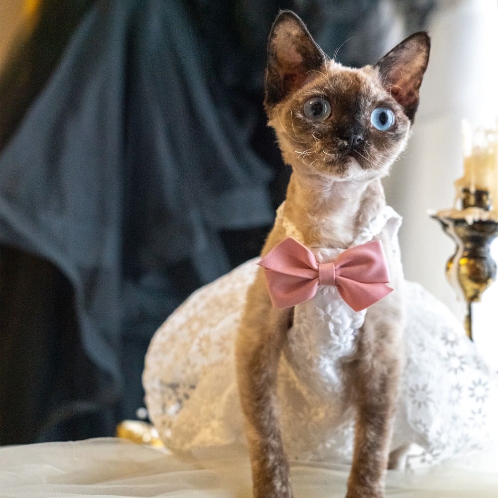 Cat Wedding Outfits | I Do, Too! Cute Luxurious Wedding Oufit For Cats