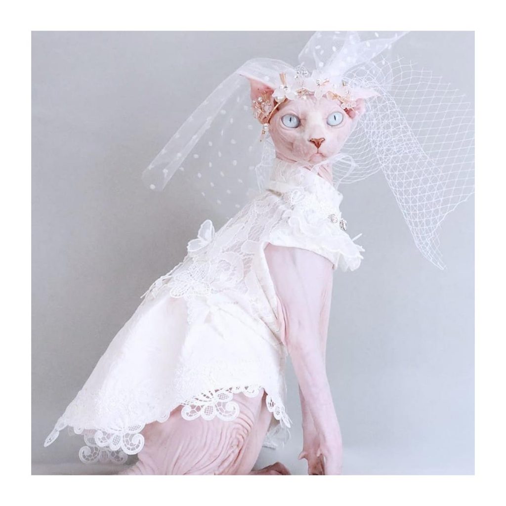 Dress for Cats | Diamond Lace Wedding Dress, Sphynx Cat Dress