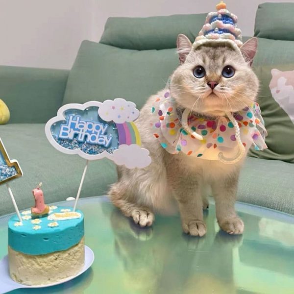 Cat Birthday Cake Hats | Cute Best Birthday Cake Hats