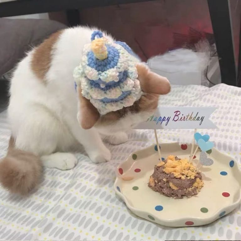 Cat Birthday Cake Hats | Cute Best Birthday Cake Hats