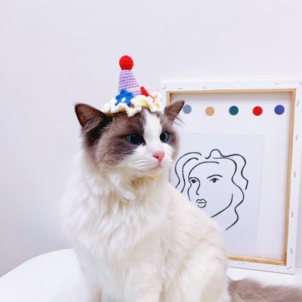 cat birthday clothes