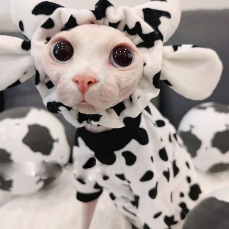 Cow Cat Costume | Sphynx Cat Cow Shirt, Cat and Cow Clothing