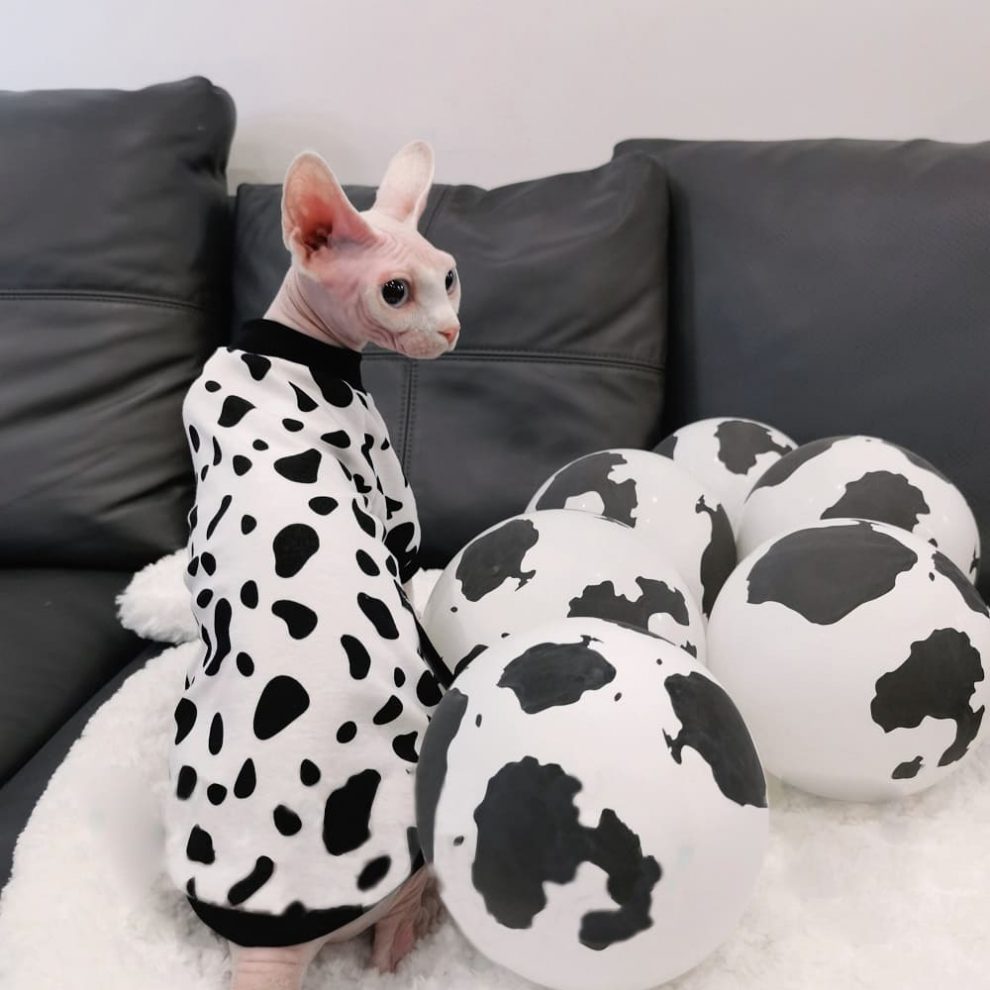 Cow Cat Costume | Sphynx Cat Cow Shirt, Cat and Cow Clothing