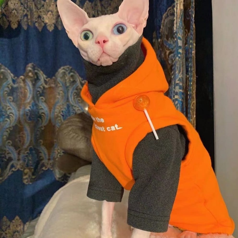 Cat Hoodies for Cats | Kitten Sweatshirt, Cat in Sleeveless Hoodie