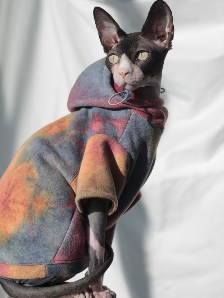 Cat in British Suit Cat in Suit, Cat Suits for Cats, Sphynx Cat in Suit