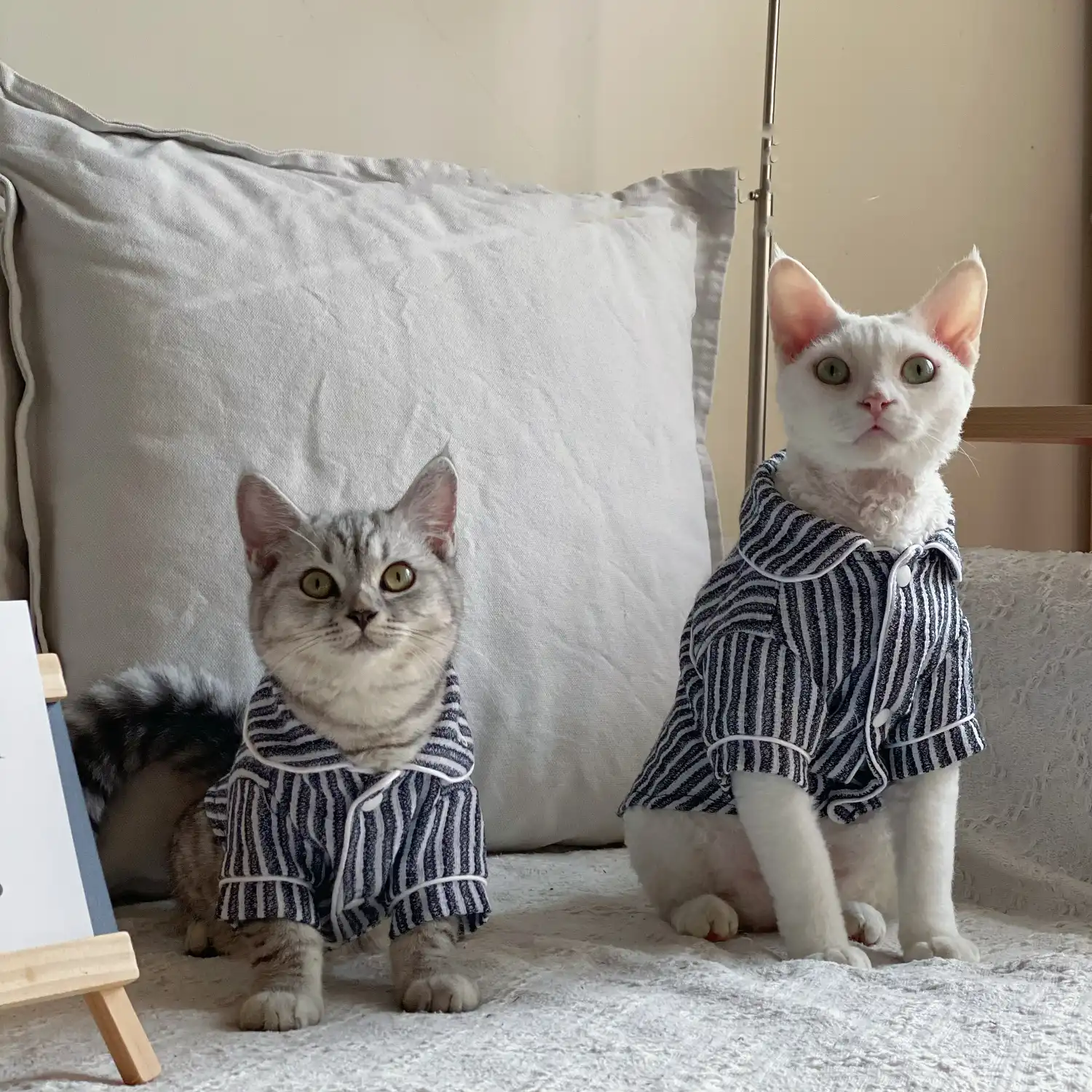 cats wearing pajamas
