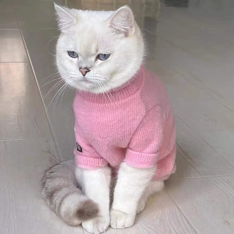 https://www.yeswarmg.com/wp-content/uploads/2021/11/Cats-Sweater-Hairless-Cat-In-Sweater-Pink-Simple-Sweater-2.jpg