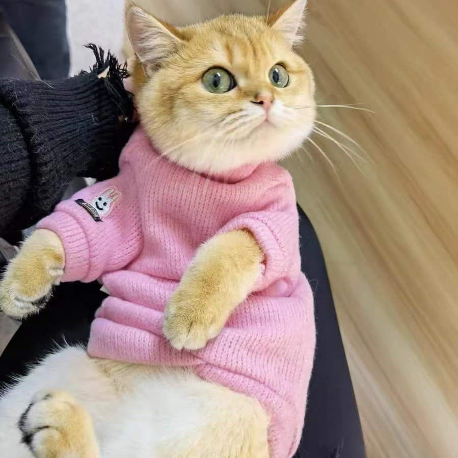 kittens wearing sweaters