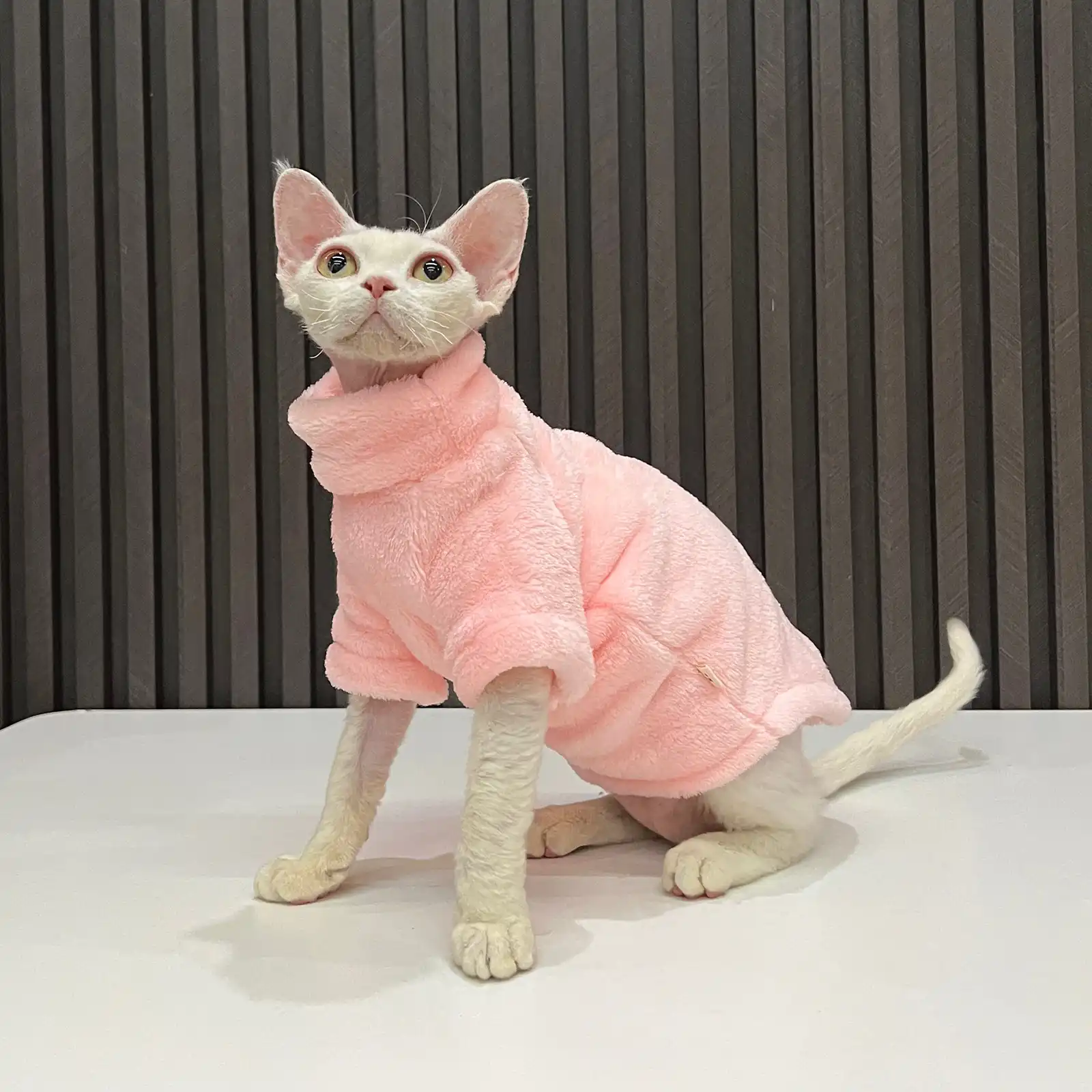 Bonaweite Sphynx Cat Clothes, Cat Sweaters for Cats Only, Turtleneck Sphynx  Cat Sweaters, Cat Clothes for Cats Only, Svinx Hairless Cat T-Shirts Kitten  Clothes Onesie XS-2XL XS PurpleRed