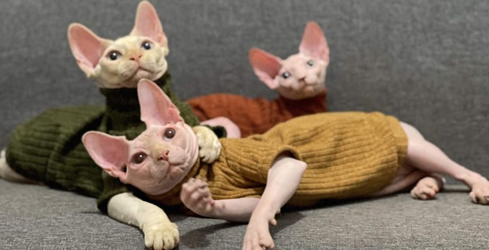 Sphynx cats in Sweaters. — I know he doesn't have a sweater…but naked cats