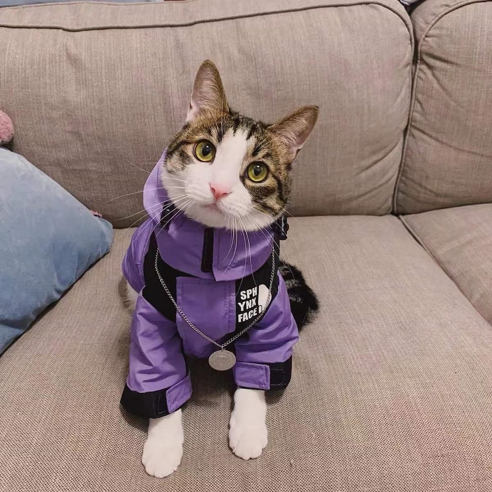 Cute cat wearing a puffer jacket | Essential T-Shirt