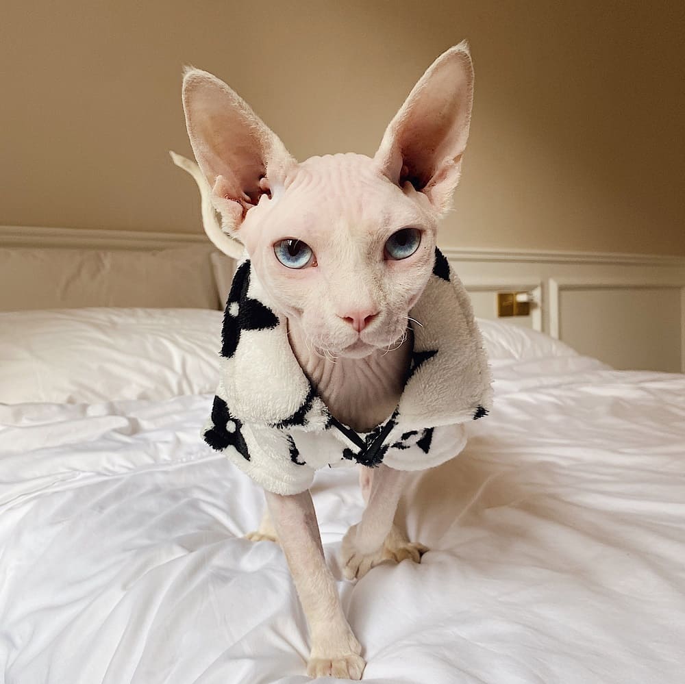 Louis Vuitton Silk Cat Pajamas
