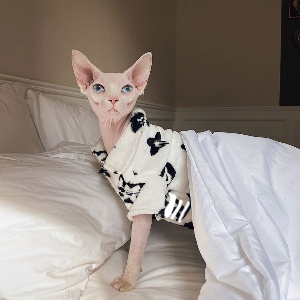 Sphynx Cat Pajamas Cat Pajamas For Cats Sphynx Cat Lv Pajamas