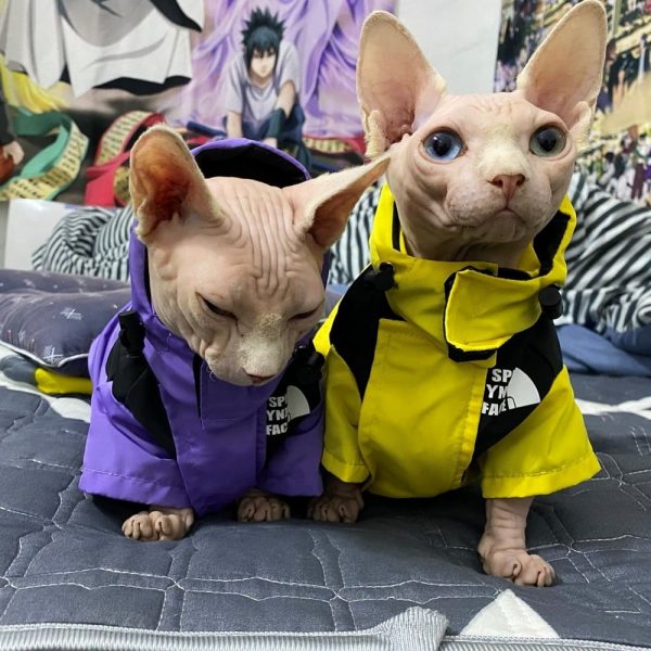 Gucci Cat Clothes  Luxury Gucci Coat for Sphynx Hairless Cat ?
