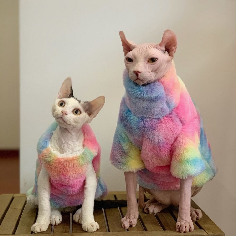 Kitty Outfits Colorful Rainbow Coat For Cats Cat Winter Coat