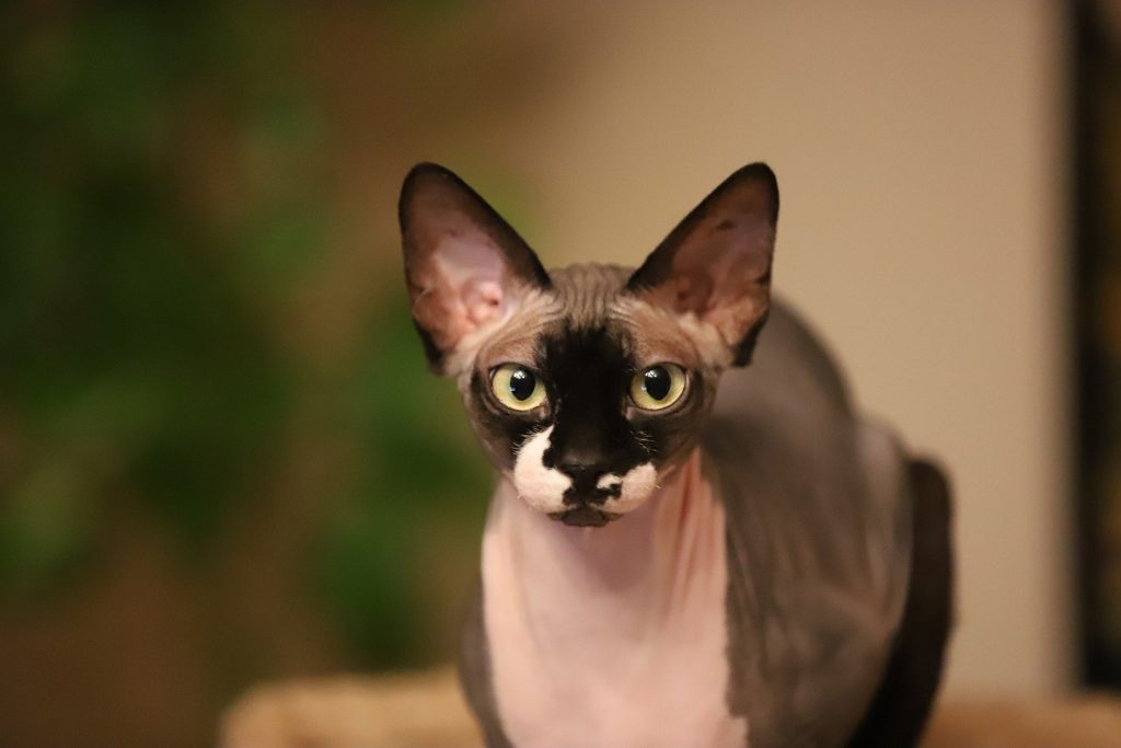 Are Hairless Cats Hypoallergenic?  Answer from YESWARMG