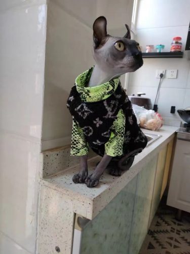 Louis Vuitton Cat 