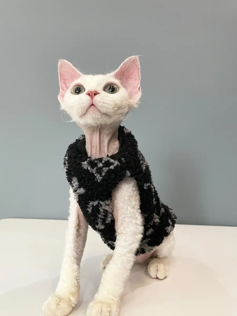 Sphynx Clothing  LV Jumper for Cat, Sphynx Cat Outfits, Blue