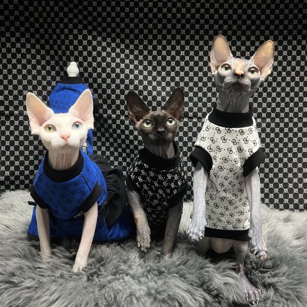  Sphynx Cat Clothes Breathable Pure Cotton Fashion Icon Cat  Sweater Kitten Outfit with Sleeves for Sphynx Cornish Rex, Devon Rex,  Peterbald (XL, Grey) : Pet Supplies