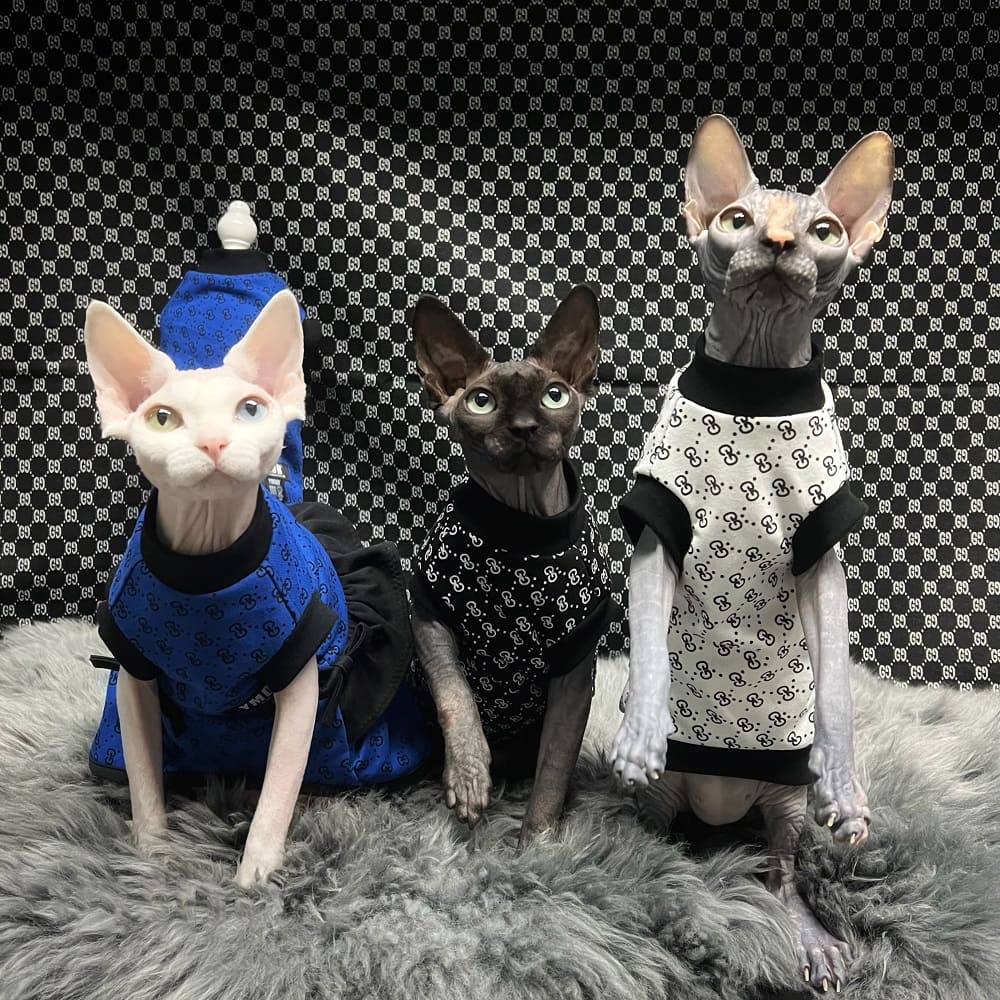 Super cute Gucci-style Sphynx harness / vest