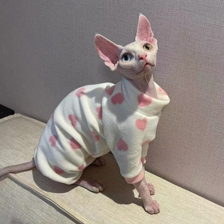 Sphynx Cat Clothes | 😻 Best Clothes for Sphynx Cats, Sphynx Clothing