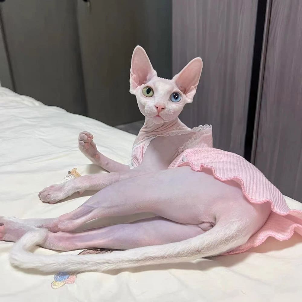 https://www.yeswarmg.com/wp-content/uploads/2022/07/Colorful-Tanktop-for-Cat-Amazing-BreathableTanktops-for-Sphynx-Cats-24.jpg