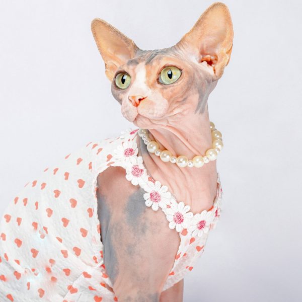 cute dresses for cats