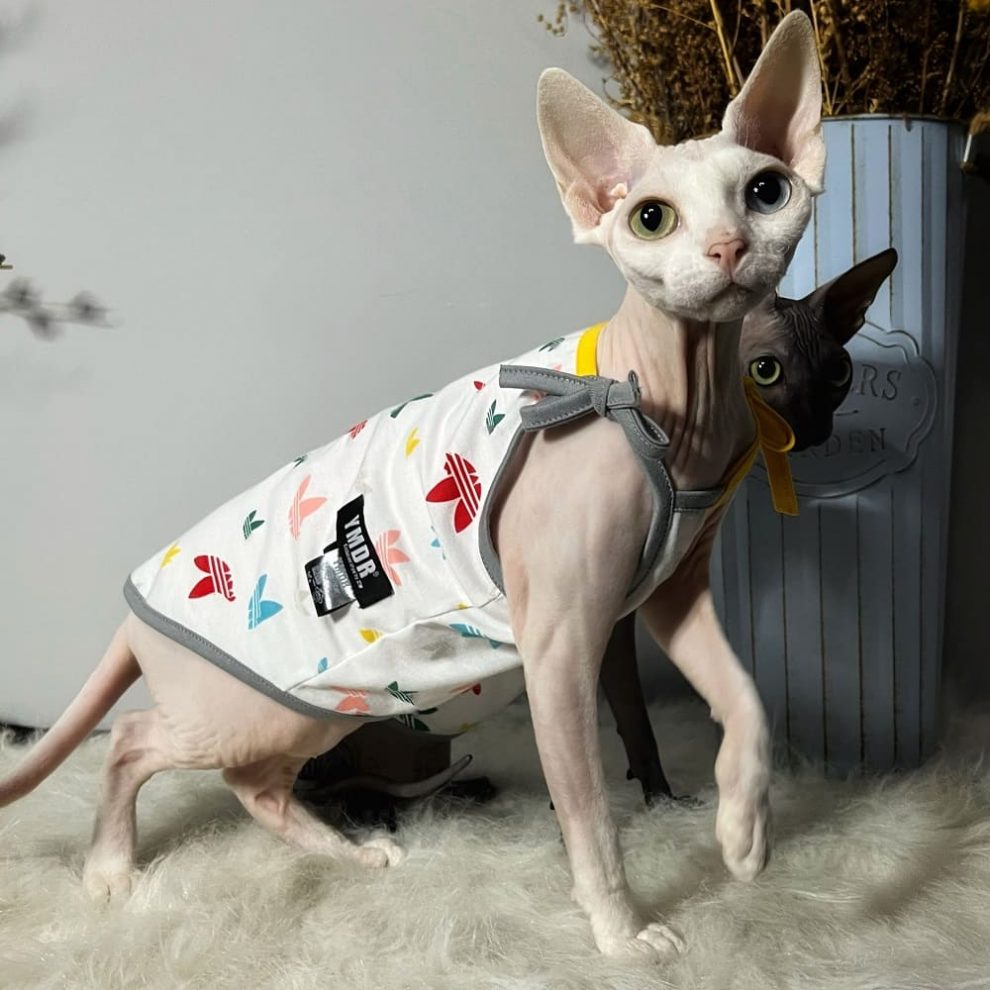 Sphynx Cat Clothes 😻 Best Clothes for Sphynx Cats, Sphynx Clothing