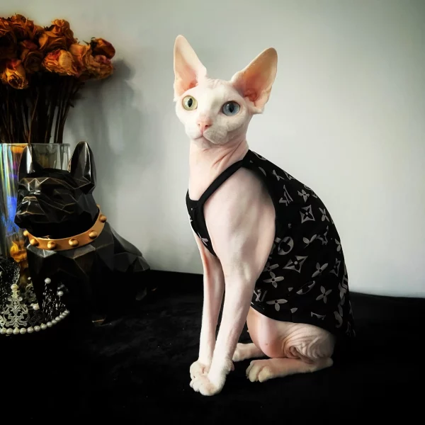 Coat for Cats, Louis Vuitton Cat Jacket, Louis Vuitton Cat Coat ?