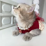 Red Rose Pearl Necklace Collar for Cats