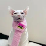 Cute Knit Scarf for Sphynx Cat