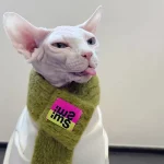 Cute Knit Scarf for Sphynx Cat